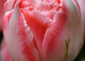 Tulipa Ranomi ® (3)